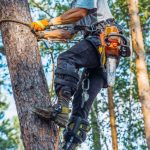 Environmental Conditions Influencing Future Tree Growth Within Local Areas