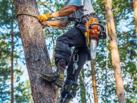 Environmental Conditions Influencing Future Tree Growth Within Local Areas