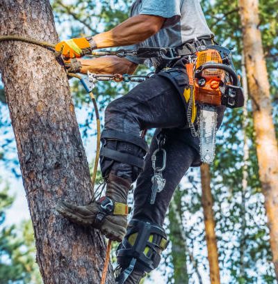 Environmental Conditions Influencing Future Tree Growth Within Local Areas