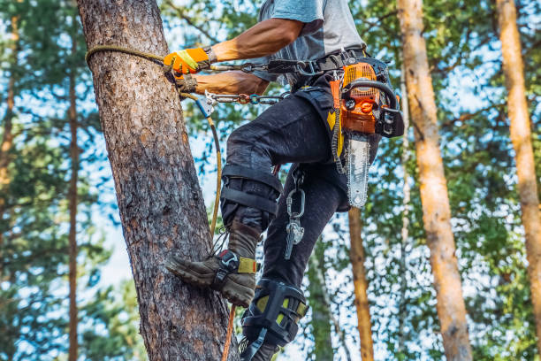 Environmental Conditions Influencing Future Tree Growth Within Local Areas